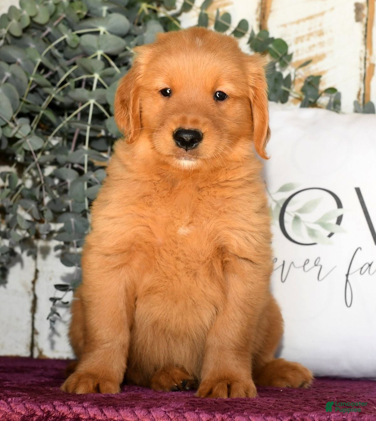 Golden Retriever Lab Rescue Broken Arrow Golden Retriever Shar Pei And Lab  Mix Puppies Lab Puppies