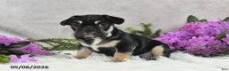 French Bulldog dogs for sale: Hero - Ad 2