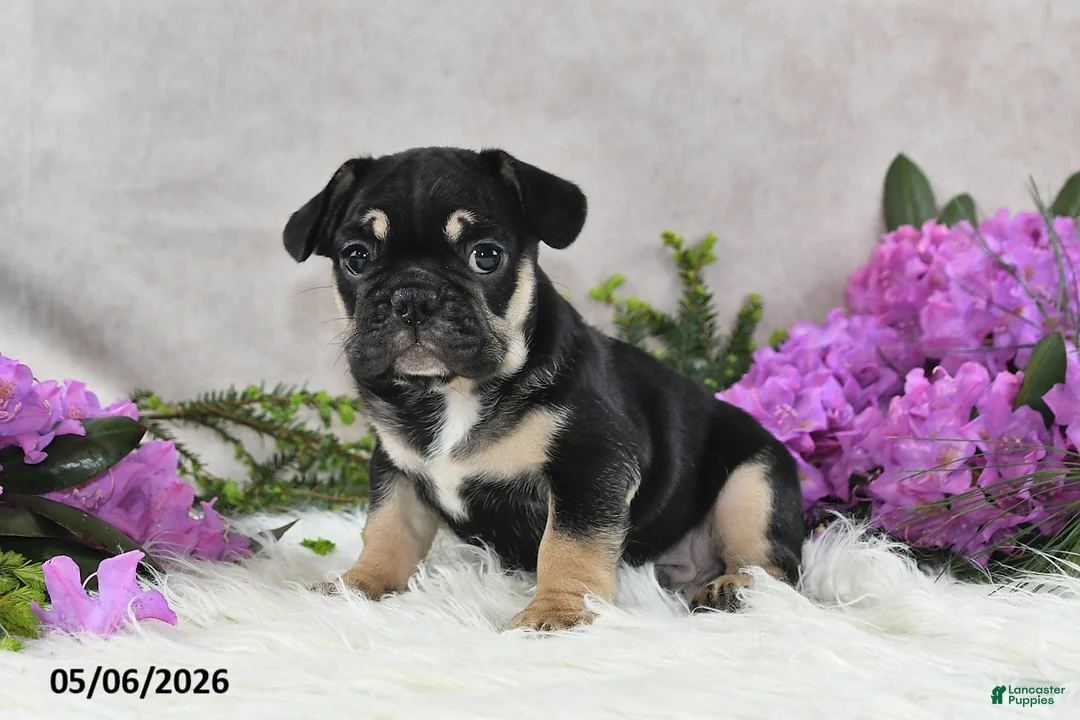 French Bulldog dogs for sale: Hero - Ad 2