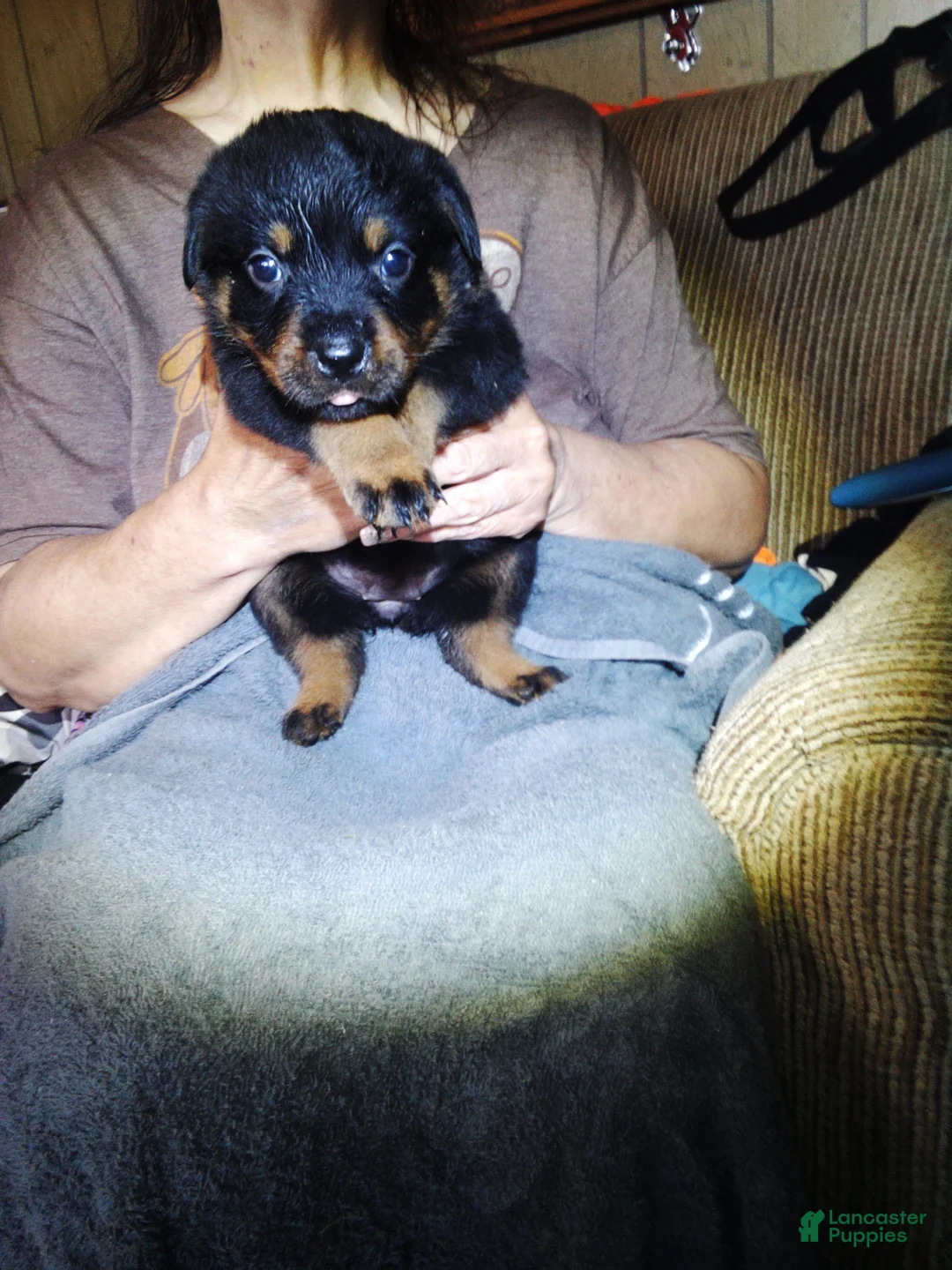 Rottweiler dogs for sale: Rottweiler 6 - Ad 1