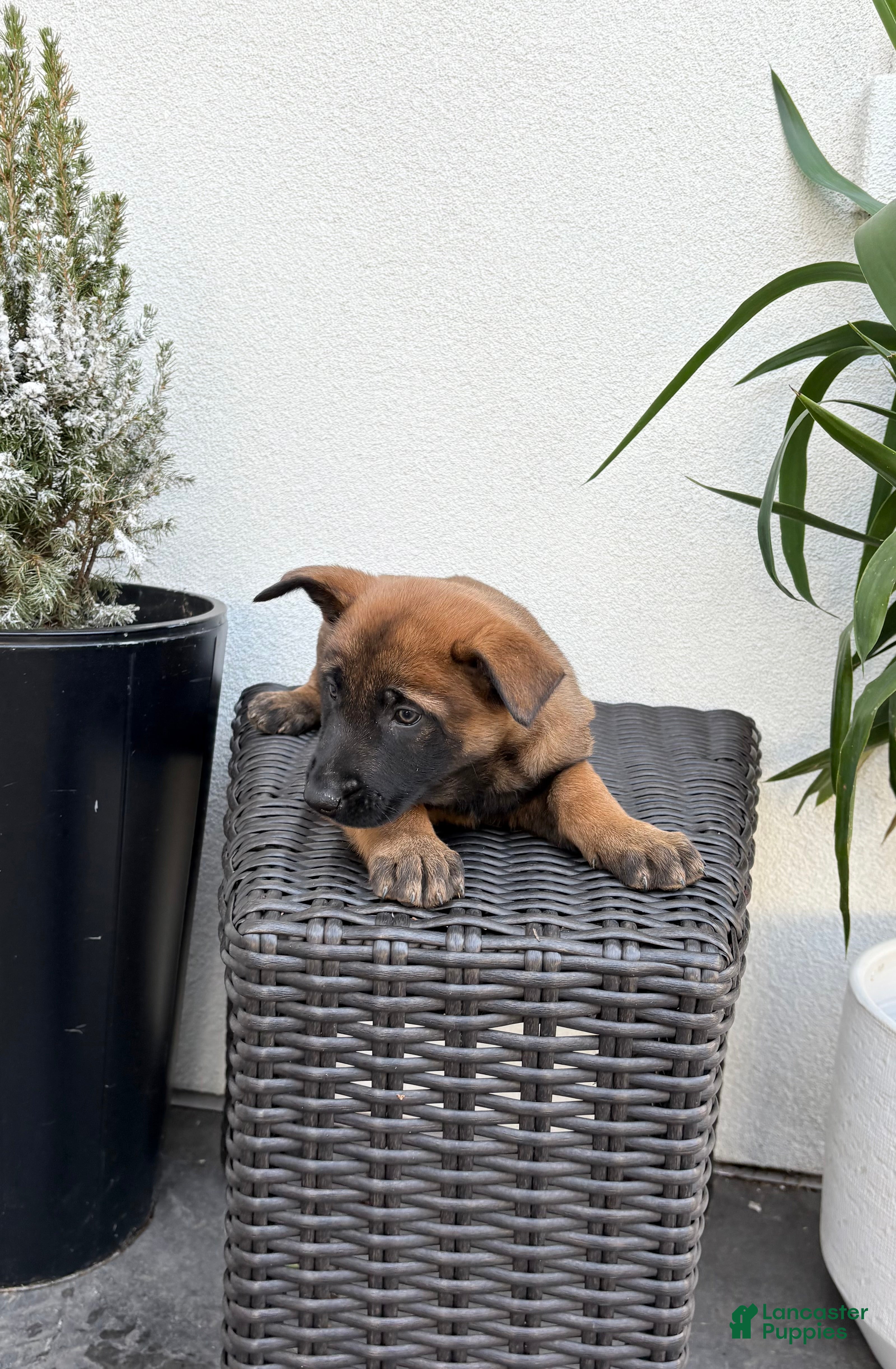 Belgian Malinois dogs Belgian Malinois Puppy (Mystic) - Ad 1