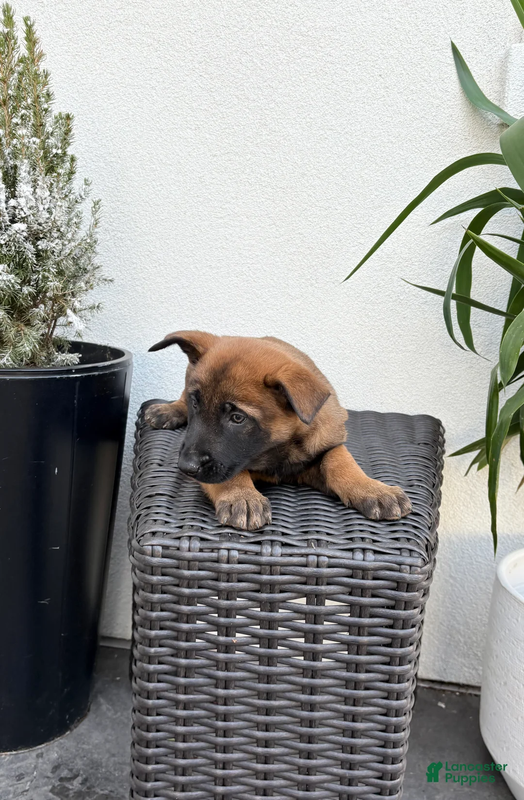 Belgian Malinois dogs for sale: Belgian Malinois Puppy (Mystic) - Ad 1