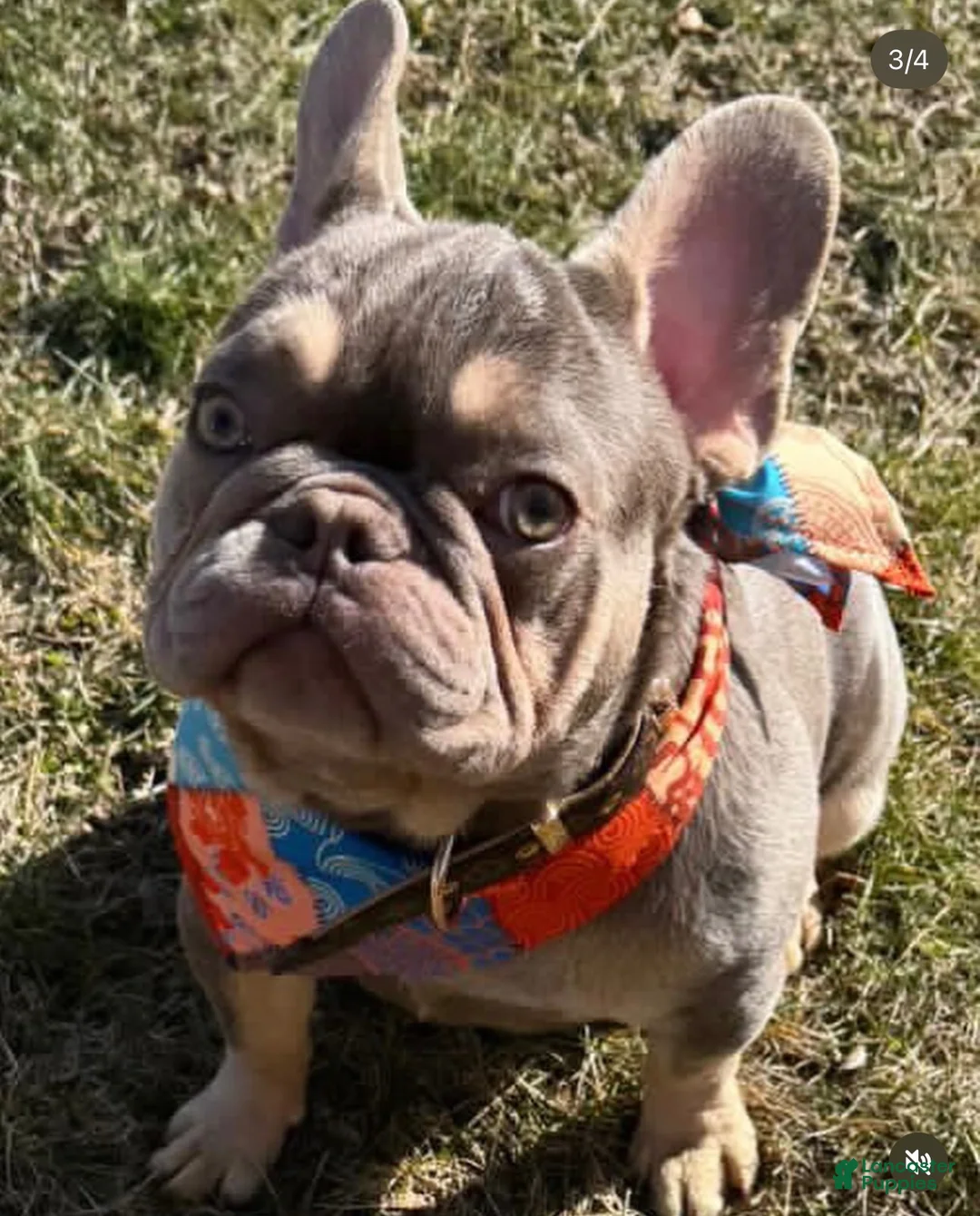French Bulldog dogs for sale: French Bulldog 2 - Ad 2