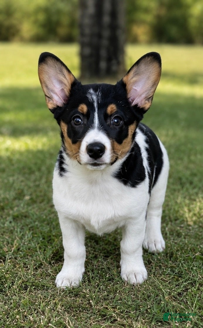 Mixed Breed dogs Mixed Breed 1 - Ad 1