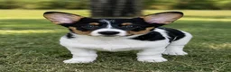 Mixed Breed dogs for sale: Mixed Breed 1 - Ad 1
