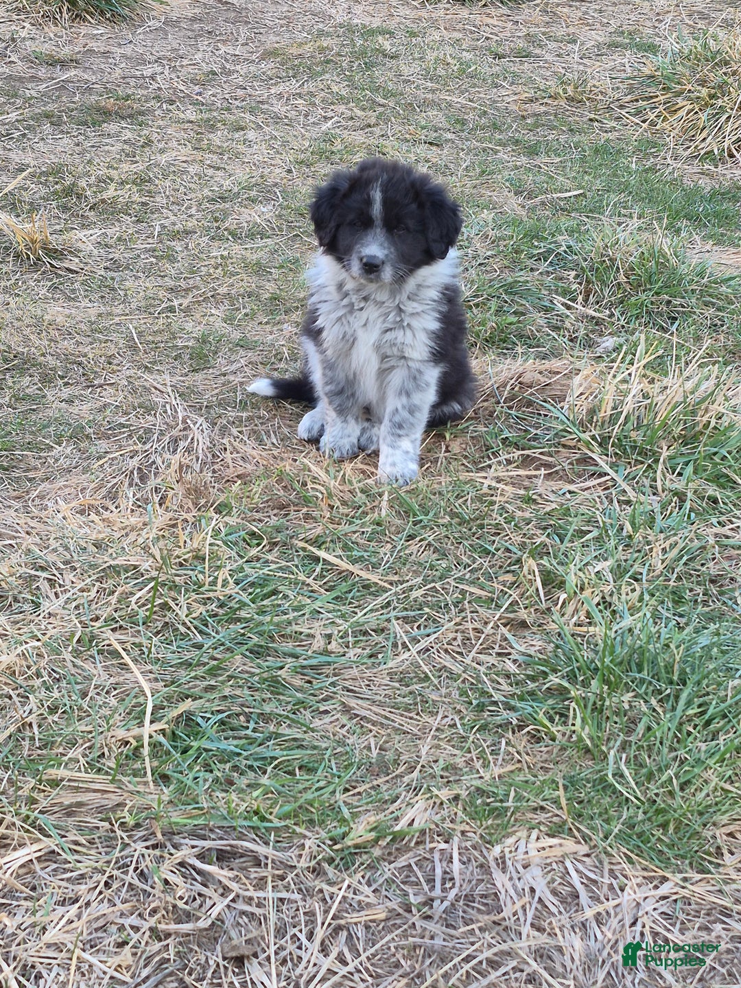 Mixed Breed dogs for sale: Loretta  - Ad 2