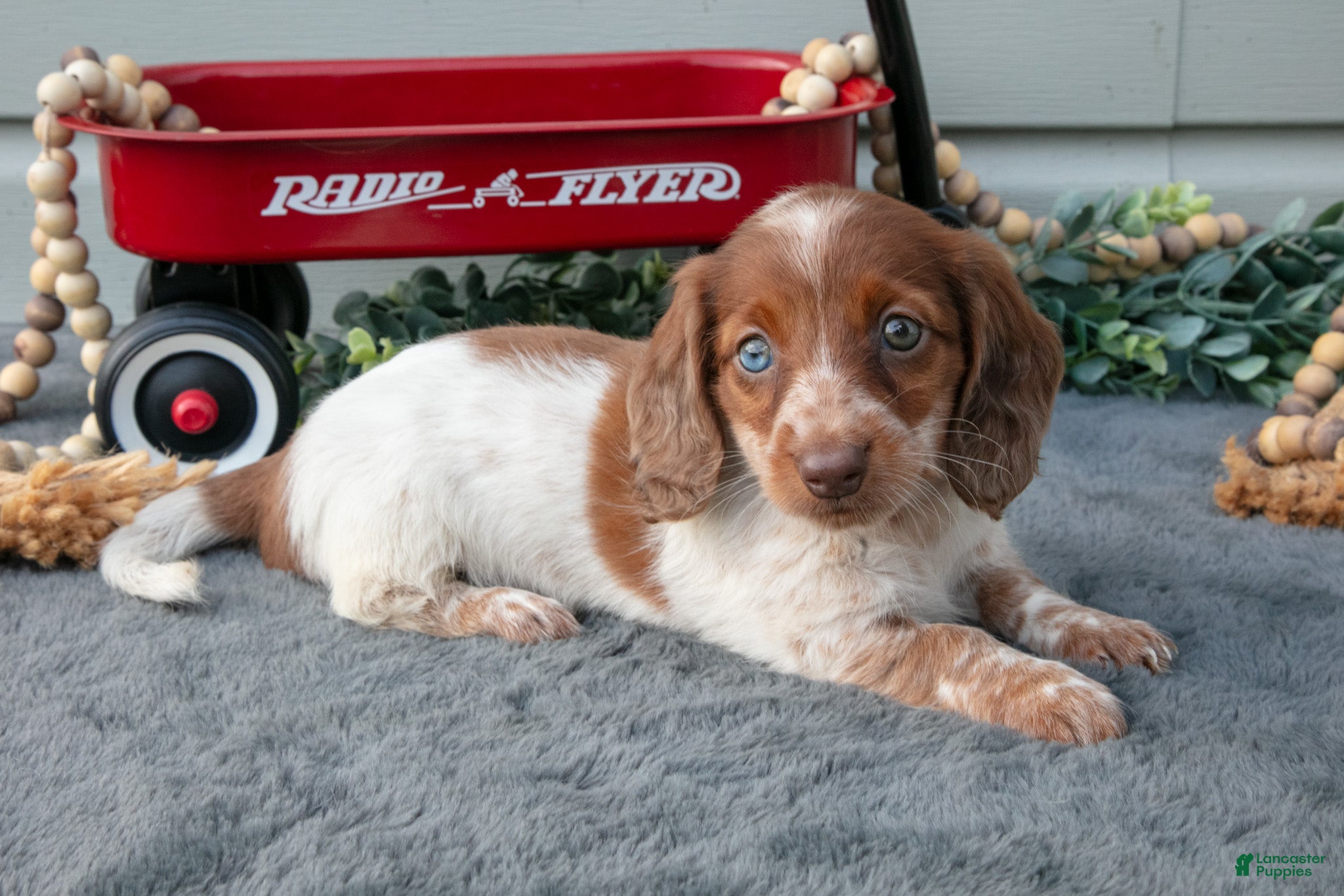 Miniature Dachshund dogs Madison - Ad 1