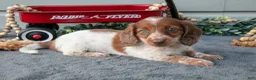 Miniature Dachshund dogs for sale: Madison - Ad 1