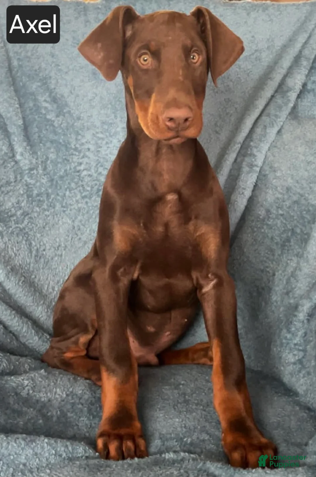 Doberman Pinscher dogs for sale: Axel - Ad 7