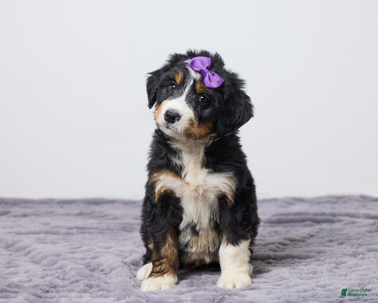 Bernedoodle dogs Kelly - Ad 1