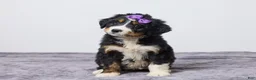 Bernedoodle dogs for sale: Kelly - Ad 1