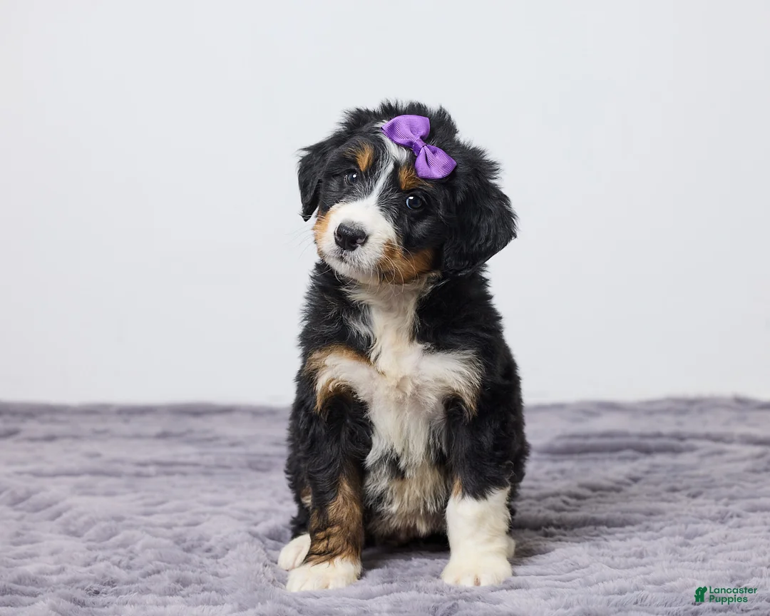 Bernedoodle dogs for sale: Kelly - Ad 1