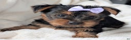 Yorkshire Terrier dogs for sale: Elsa - Ad 9