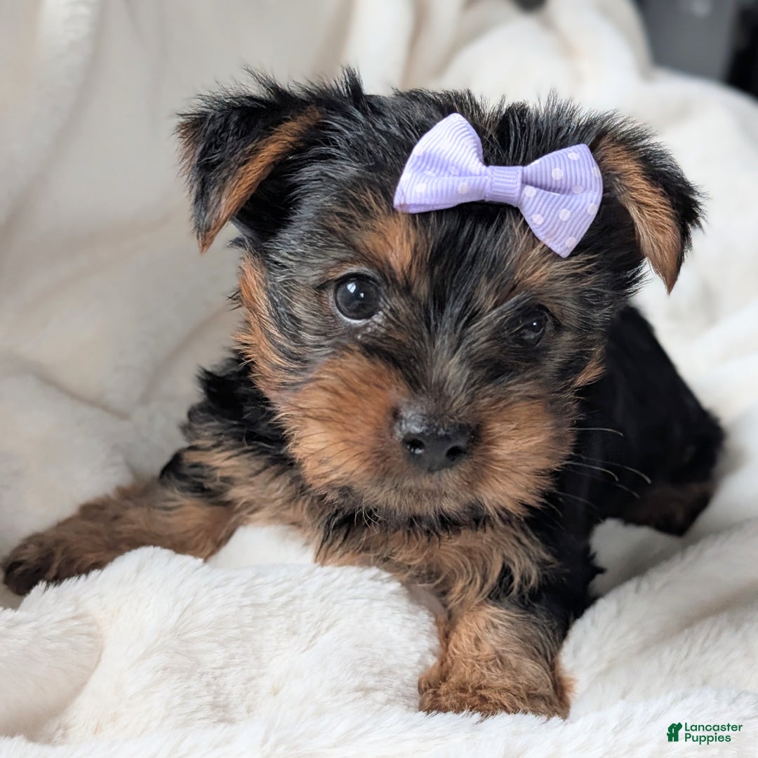 Yorkshire Terrier dogs for sale: Elsa - Ad 9