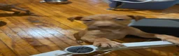 Mixed Breed dogs for sale: Mixed Breed 2 - Ad 6