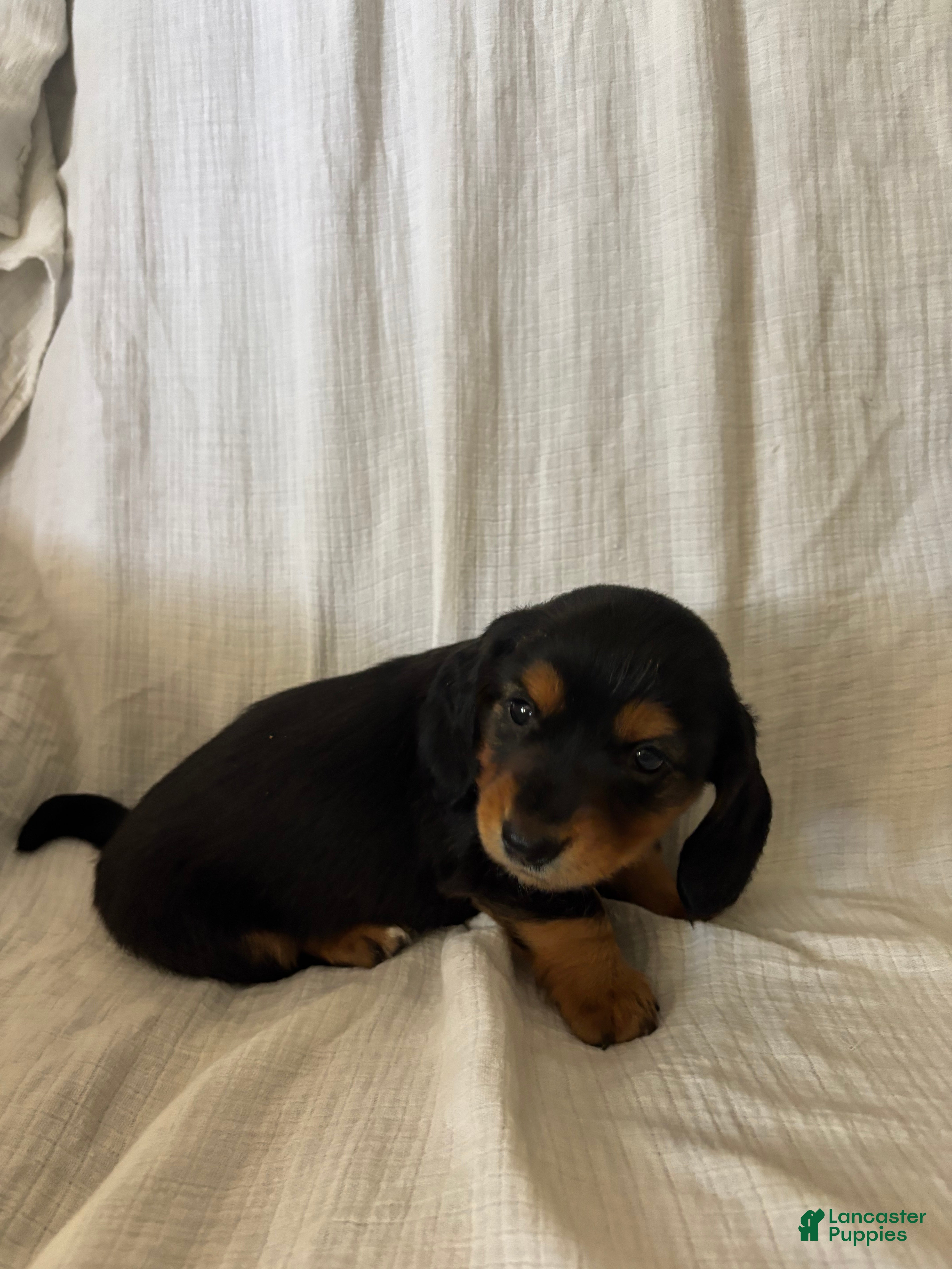 Miniature Dachshund dogs Paris  - Ad 2
