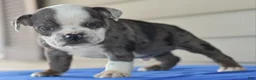 Mixed Breed dogs for sale: Tank hybrid bulldog puppy - Ad 10