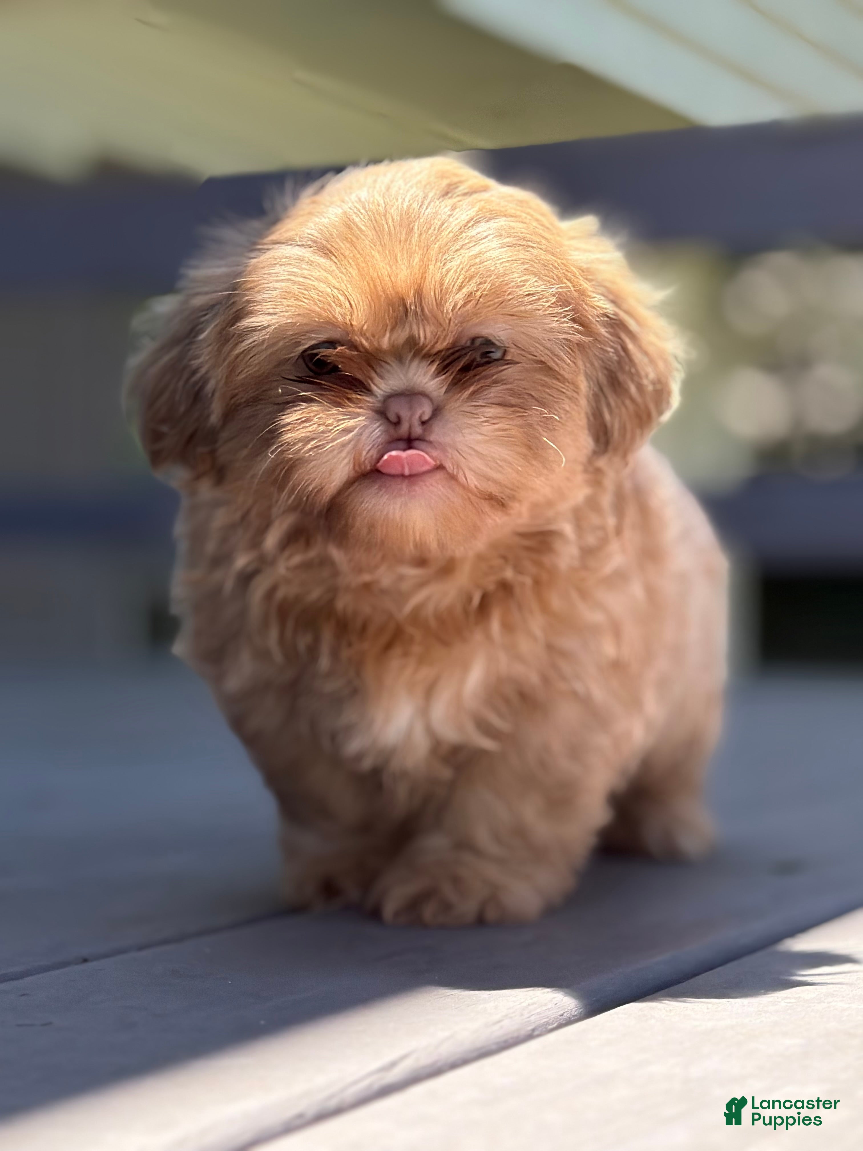 Shih Tzu dogs Lavender Shih Tzu boy - Ad 1