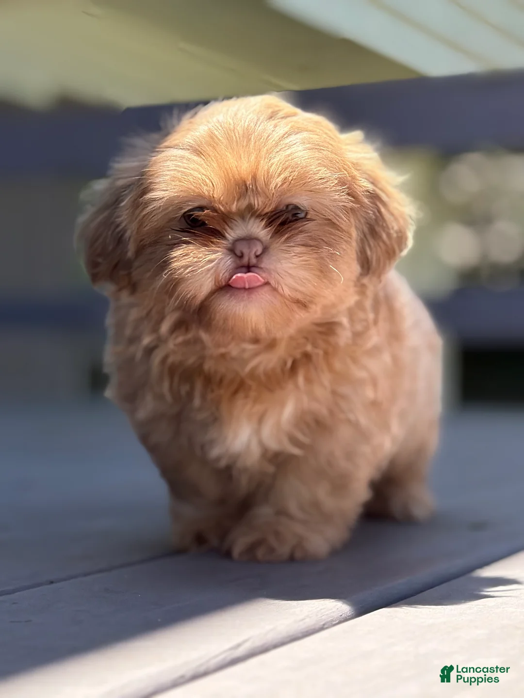 Shih Tzu dogs for sale: Lavender Shih Tzu boy - Ad 1