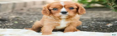 Grace Cavalier King Charles Spaniel 