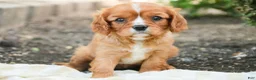Cavalier King Charles Spaniel dogs for sale: Grace Cavalier King Charles Spaniel  - Ad 1