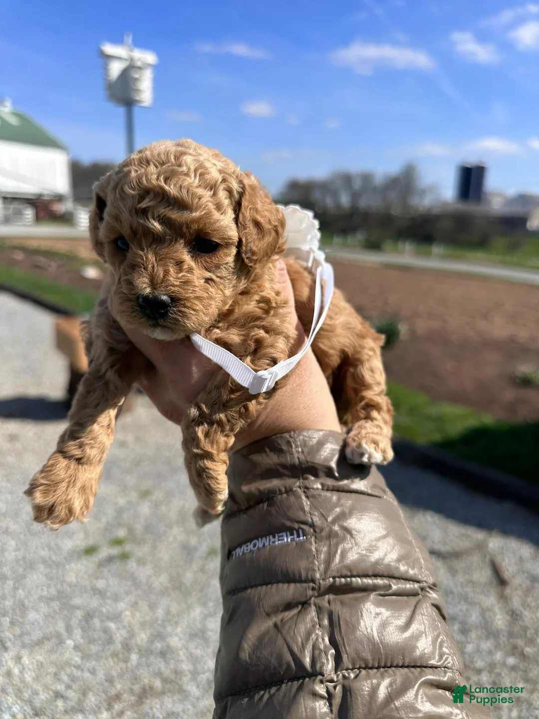 Toy Poodle dogs for sale: Feona- AKC TOY POODLE - Ad 2