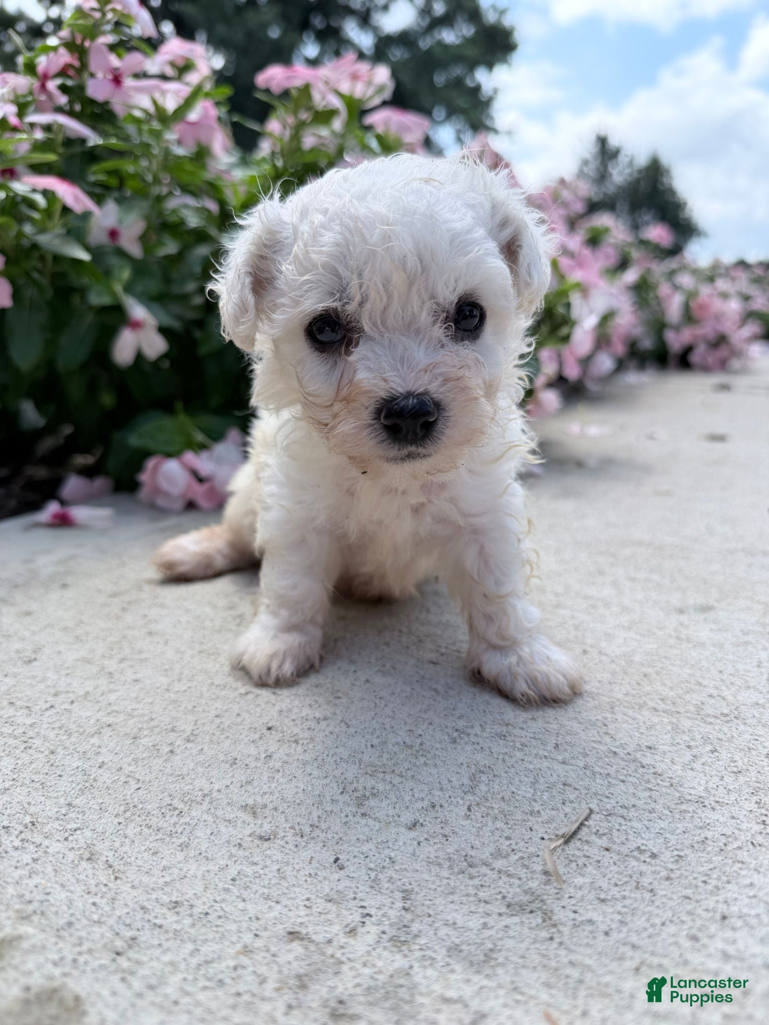 Bichon Frise dogs Montey - Ad 1