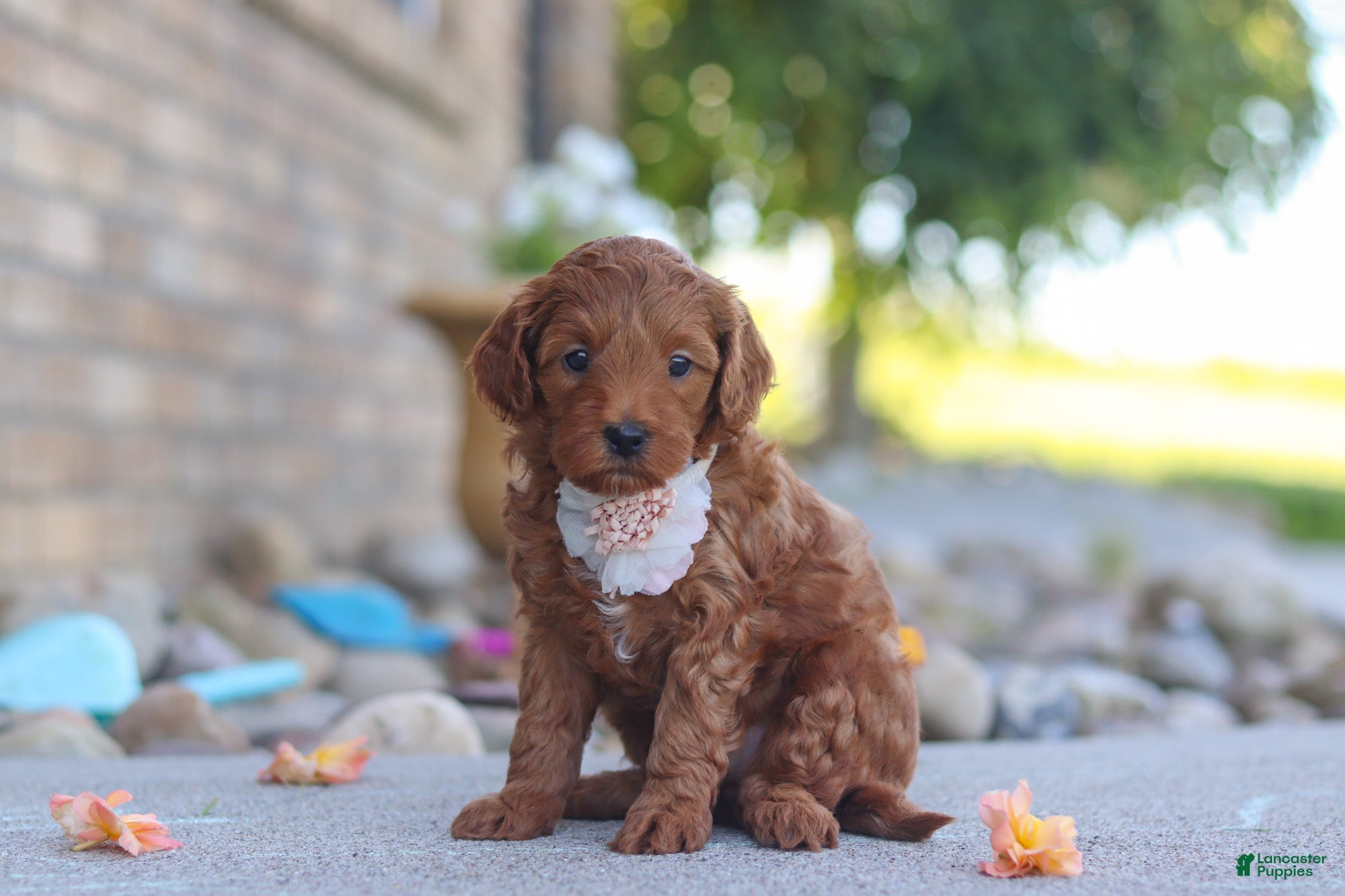 Mini Goldendoodle dogs Elin - Ad 1