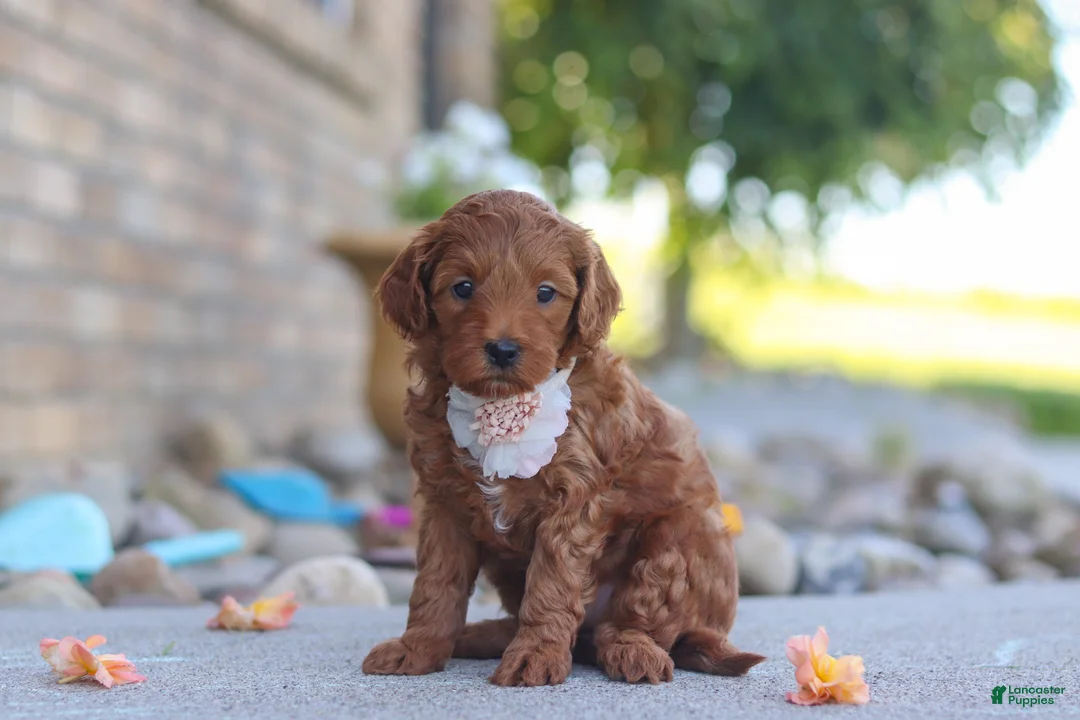 Mini Goldendoodle dogs for sale: Elin - Ad 1