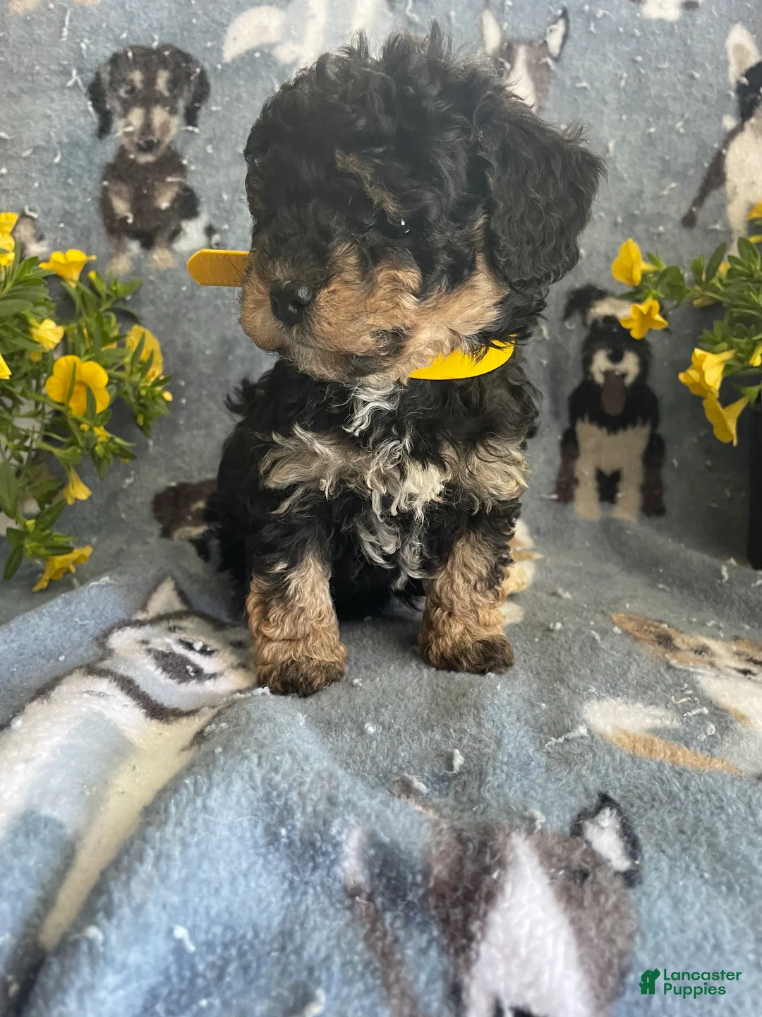 Toy Poodle dogs for sale: Mona - Ad 2