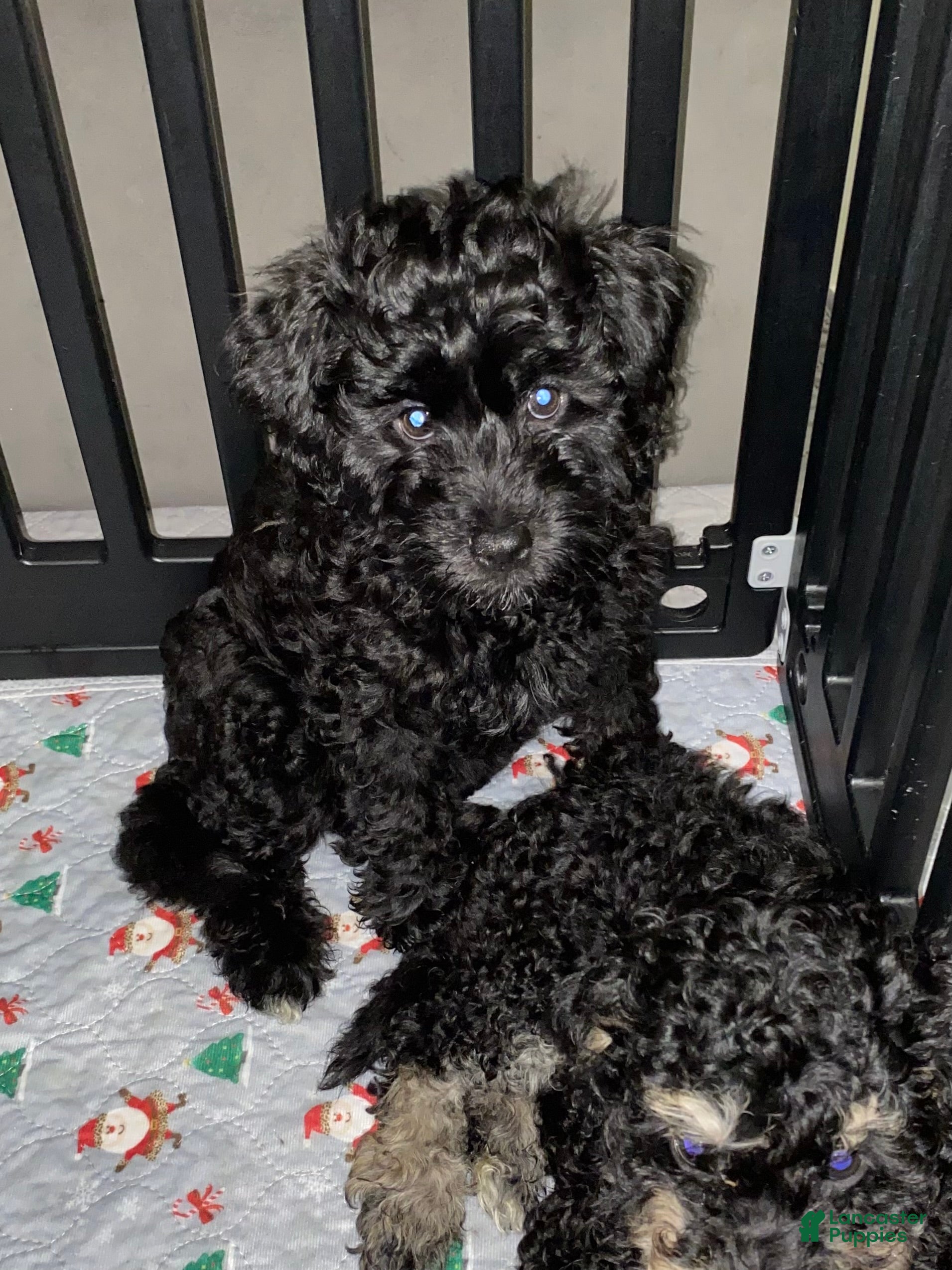Mixed Breed dogs Arlene - Ad 35