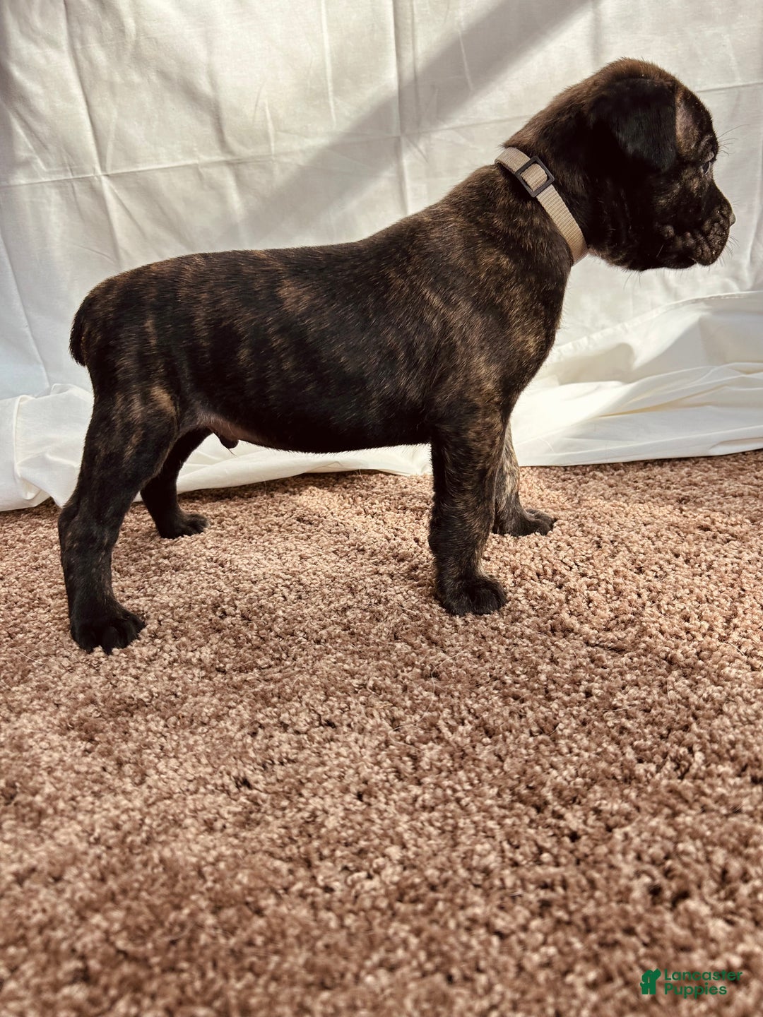 Cane Corso dogs for sale: Zues - Ad 1