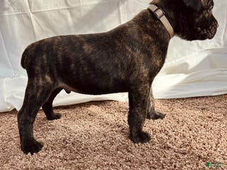 Cane Corso dogs Zues - Ad 20
