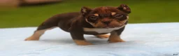 American Bully dogs for sale: Chocolate Tri Male - Ad 9