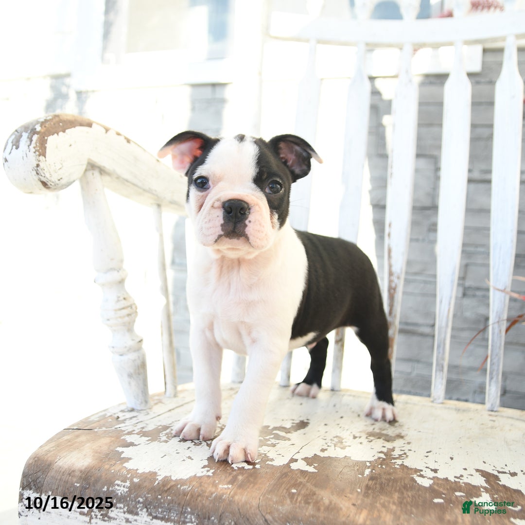 Boston Terrier dogs for sale: Naveen - Ad 6