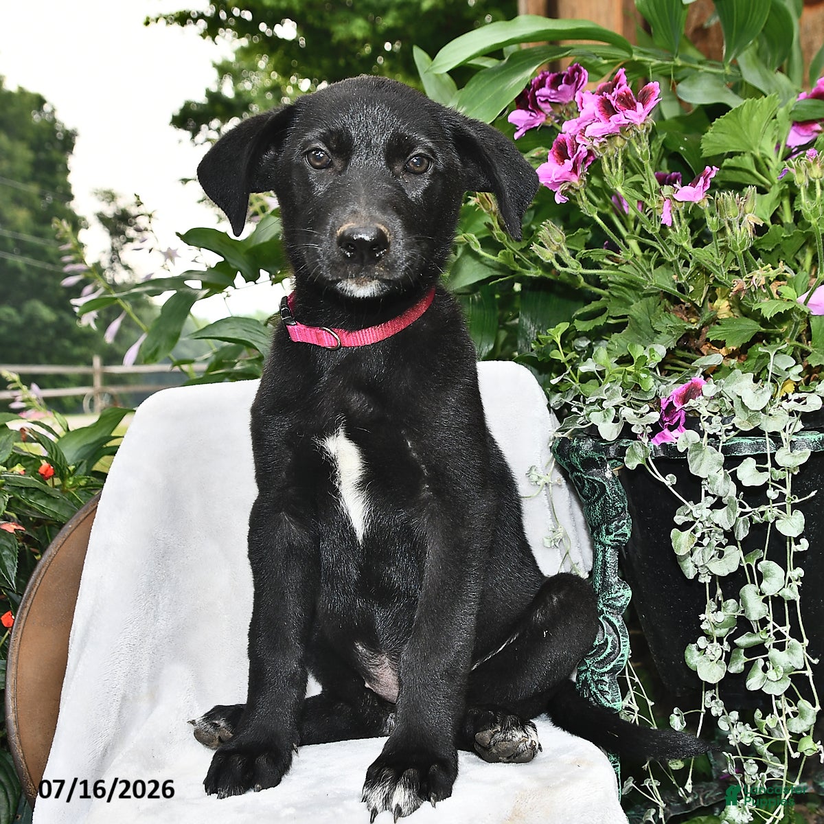 Sheprador dogs for sale: Dahlia  - Ad 2