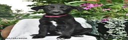 Sheprador dogs for sale: Dahlia  - Ad 1