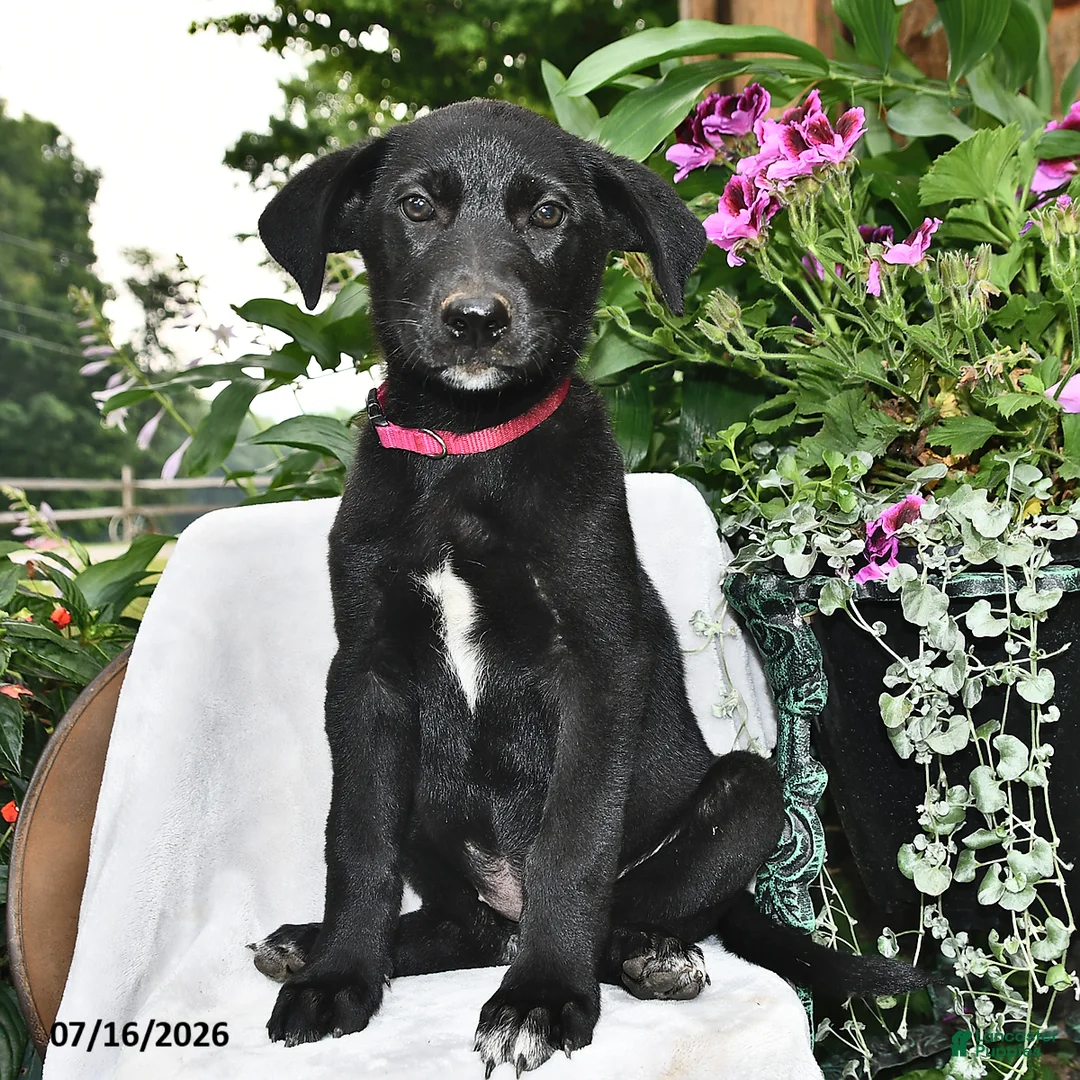 Sheprador dogs for sale: Dahlia  - Ad 1