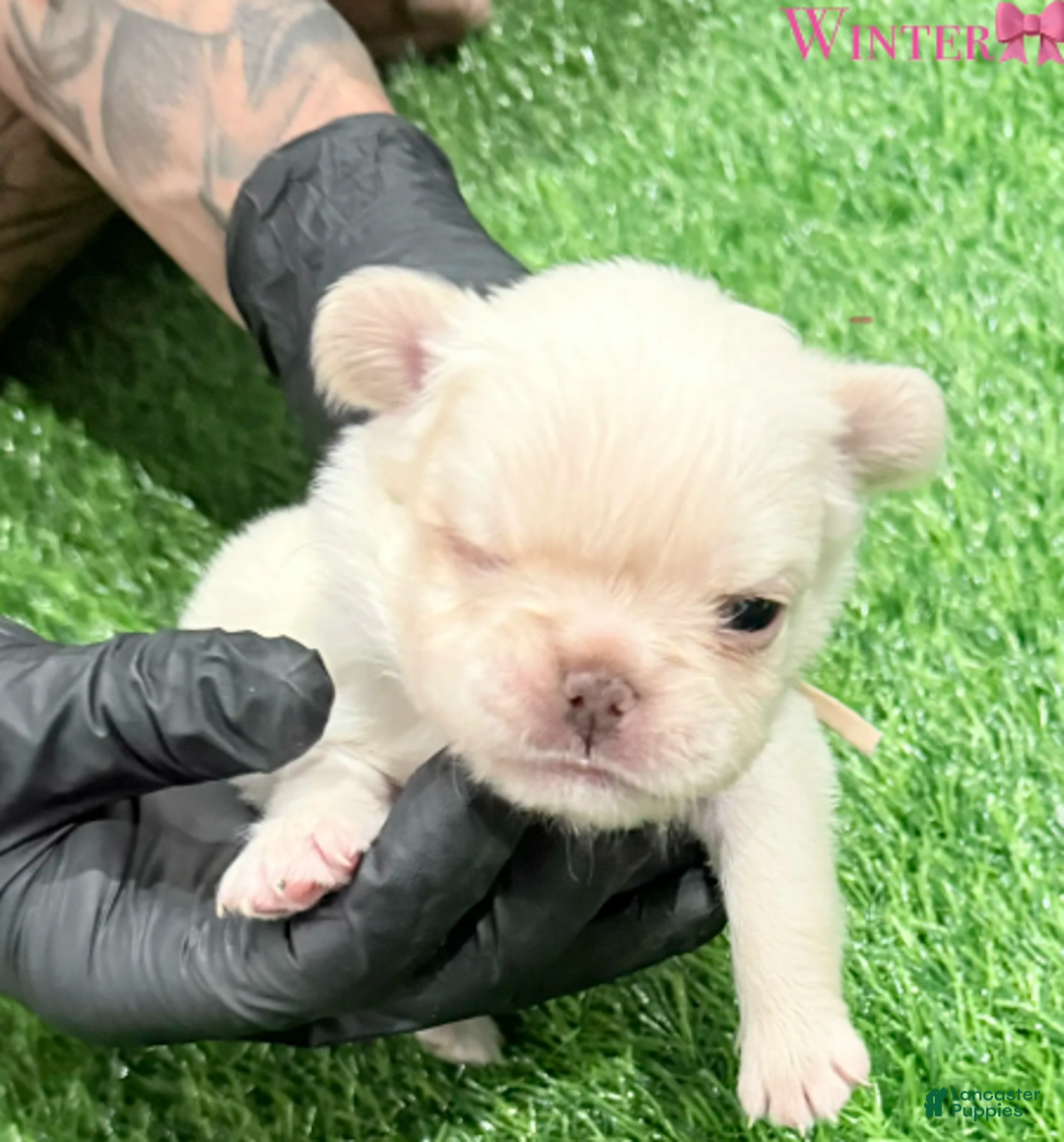 French Bulldog dogs for sale: Feliz - Ad 17