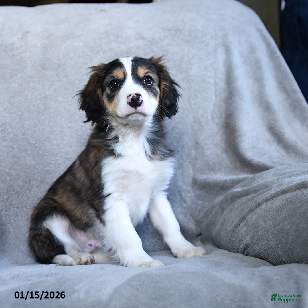 Mixed Breed dogs for sale: Butch - Ad 2