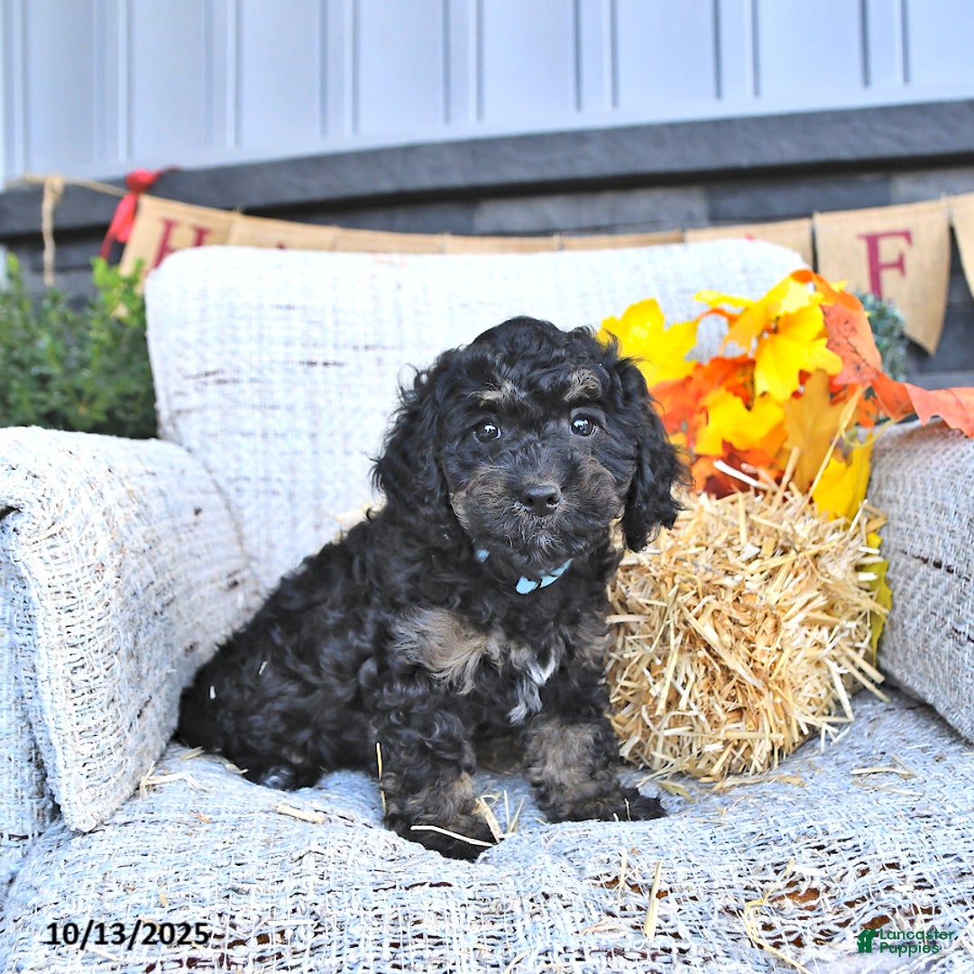 Cavapoo dogs for sale: Buster - Ad 6
