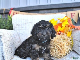 Cavapoo dogs - Ad 41