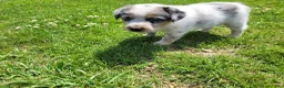 Mixed Breed dogs for sale: John - Ad 4