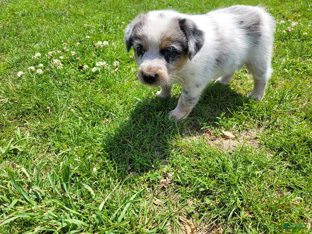 Mixed Breed dogs for sale: John - Ad 4