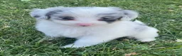Mini Aussiedoodle dogs for sale: Cooper - Ad 6