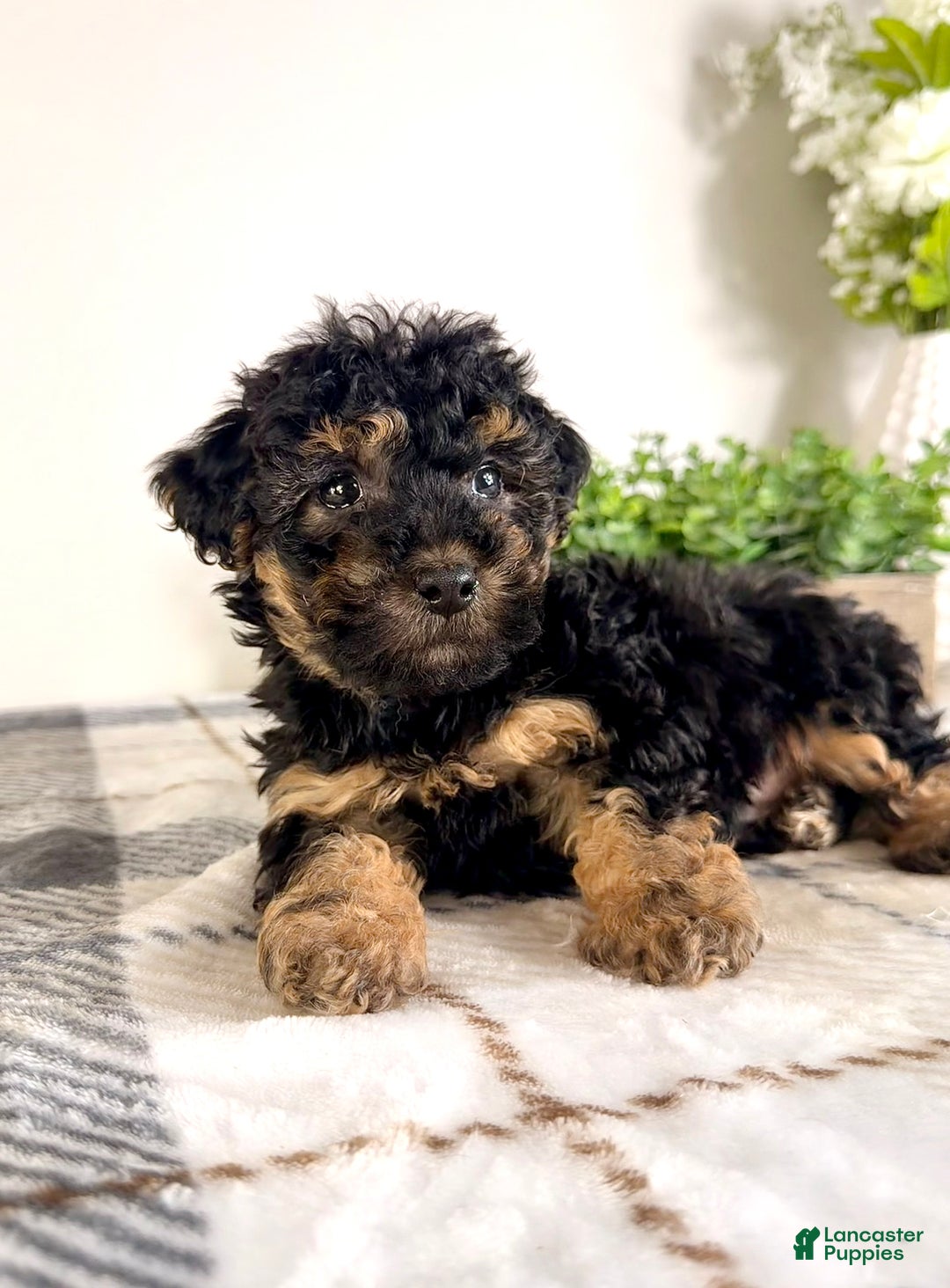 Yorkiepoo dogs for sale: Theodore - Ad 2