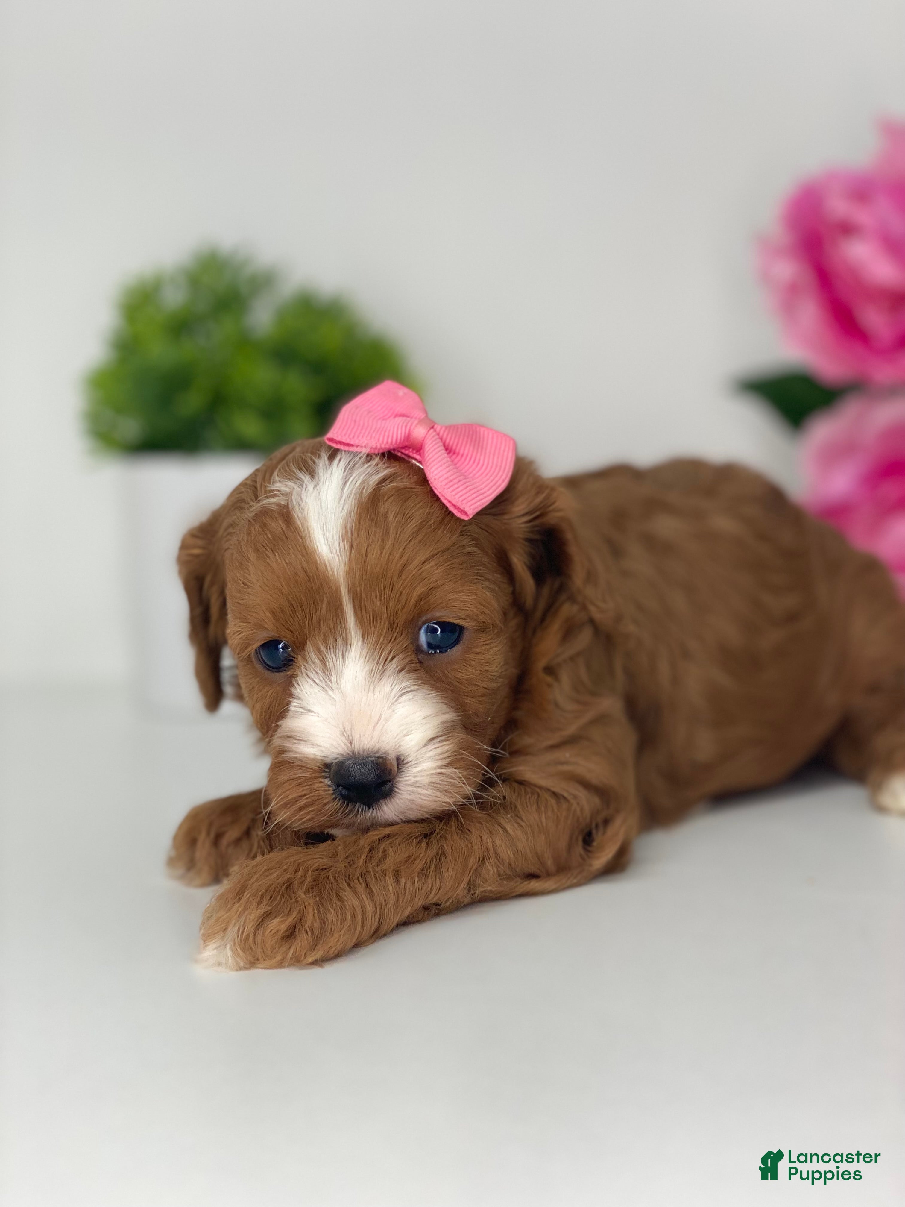 Cavapoo dogs Carie - Ad 1