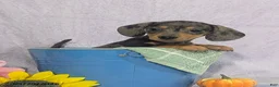 Dachshund dogs for sale: Loretta Dapple - Ad 4
