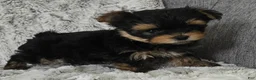 Yorkshire Terrier dogs for sale: Parker - Ad 4