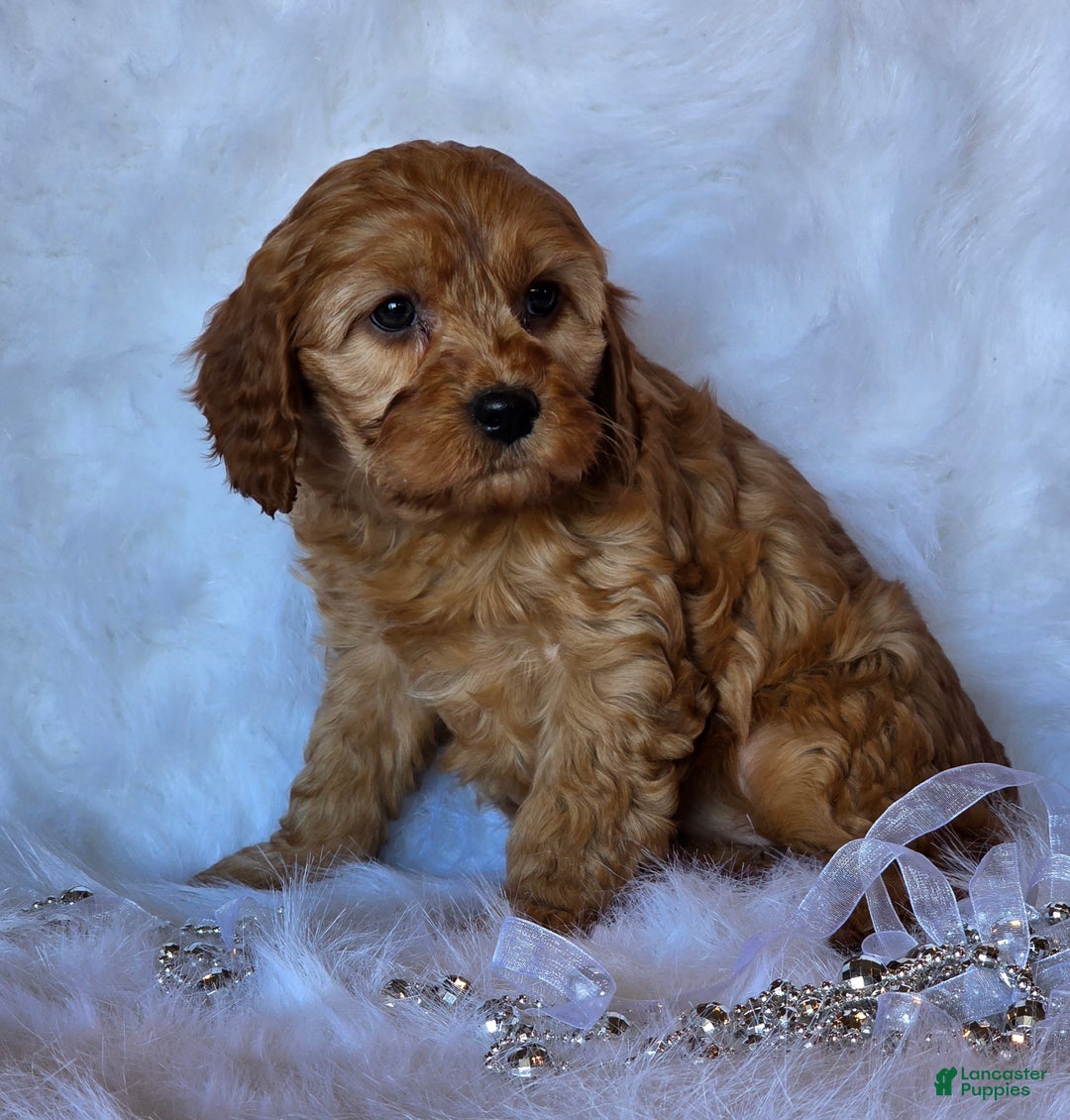 Cavapoo dogs for sale: Bella - Ad 3